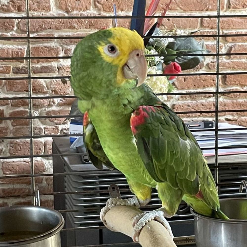   Perroquet amazone tête jaune  