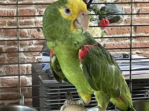 Perroquet amazone t&ecirc;te jaune 1000 81150 Florentin