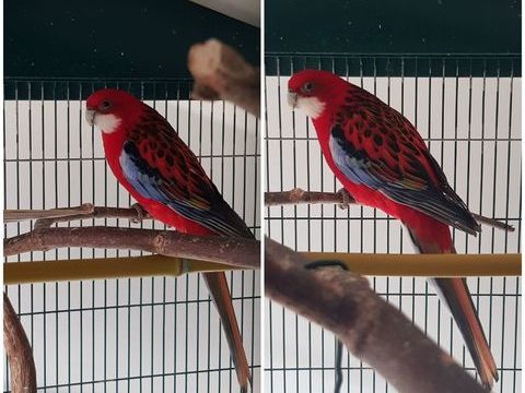 2 m&acirc;les omnicolore de 2024 bagu&eacute;s. 0 42590 Neulise