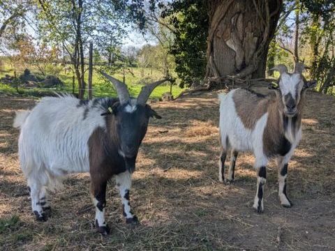 Duo Oryx et Padrig 180 35370 Gennes-sur-seiche