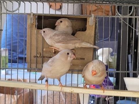 Diamants mandarins 10 10400 Fontaine-m�con