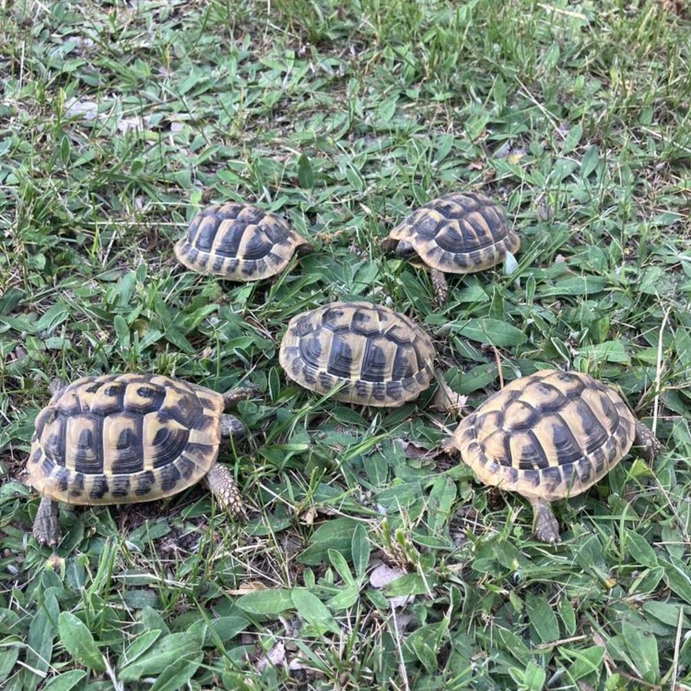   Tortue boettegeri  