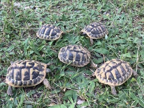 Tortue boettegeri 50 07400 Rochemaure