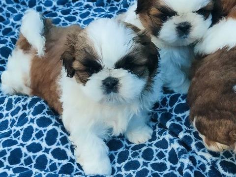 Bébés Shih Tzu 1500 02120 Tupigny