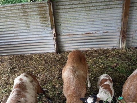 Moutons 350 97211 Rivire-pilote