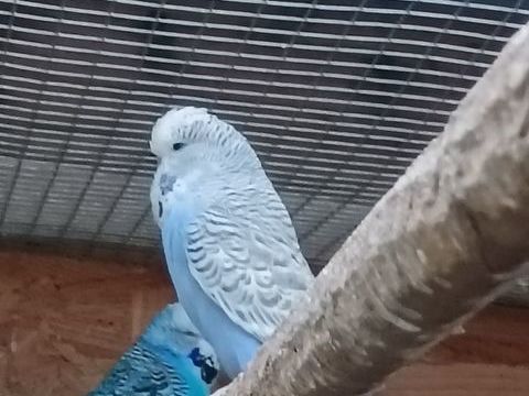 Perruches ondul&eacute;es 20 29290 Milizac