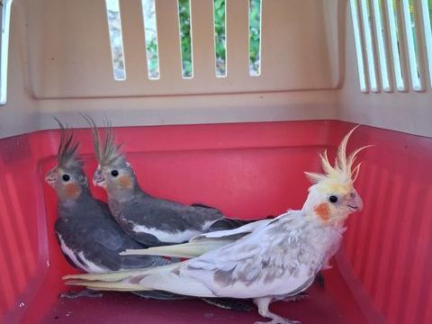 Calopsitte 60 79130 Secondigny