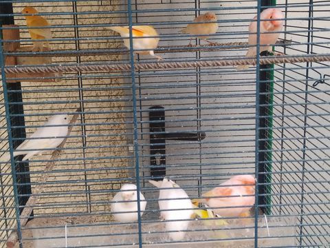 Canaris 20 81370 Saint-sulpice