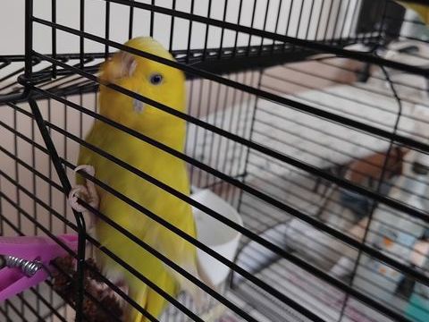 Perruche femelle 8 49240 Avrill