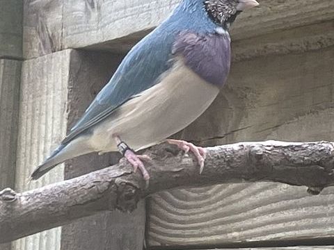 Diamant de Gould bleu 0 44130 Blain