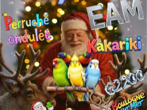 Grande perruche 0 62200 Boulogne-sur-mer