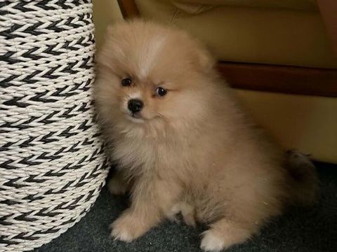 bebe spitz a la r&eacute;servation  1000 44480 Donges
