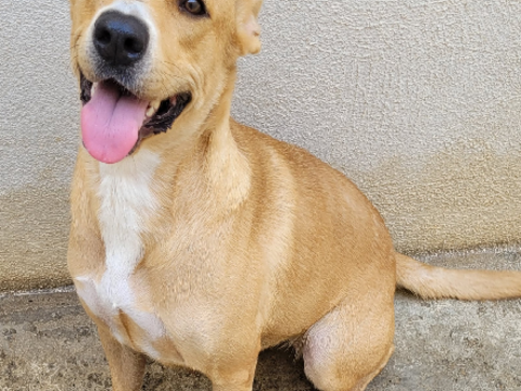 BRITANY, crois&eacute;e labrador sable, 1 an 220 34500 Béziers