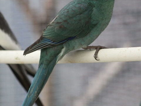 Perruche Kakariki 60 44130 Notre-dame-des-landes