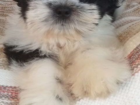 petit m&acirc;le adorables b&eacute;b&eacute;s shih tzu lof 1200 83200 Toulon