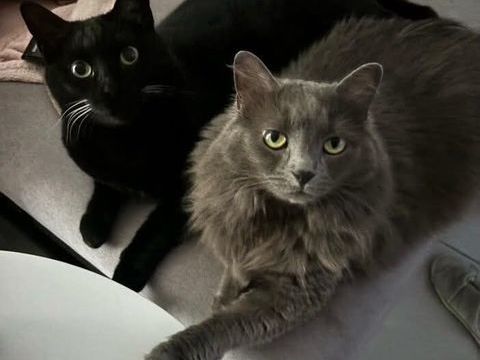 URGENCE  ADOPTION DEUX CHATS 0 13140 Miramas