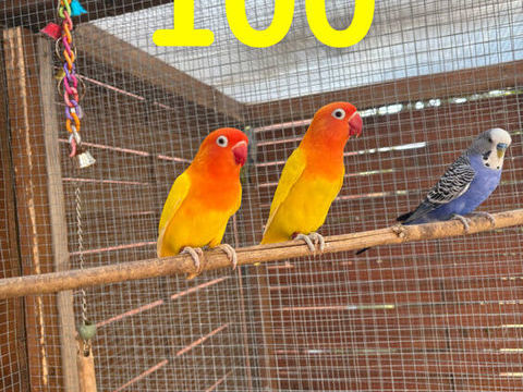 Inseparable 100 33290 Blanquefort