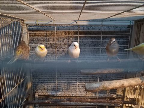 Canaris + volière +cages+divers accessoires 100 64240 Briscous