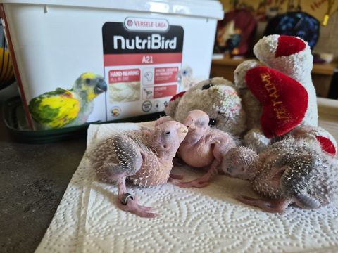 Ventes conures moulinae eam 110 80500 Fescamps