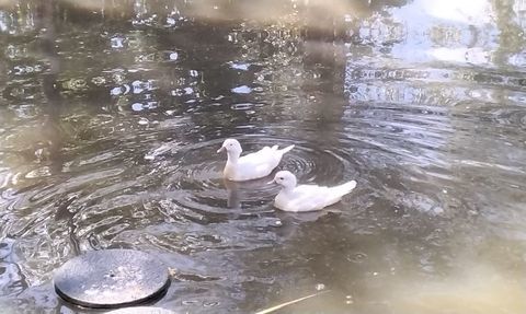 1 couple de mandarin blanc 
Il doit avoir 4 ans je pense 50 44630 Pless