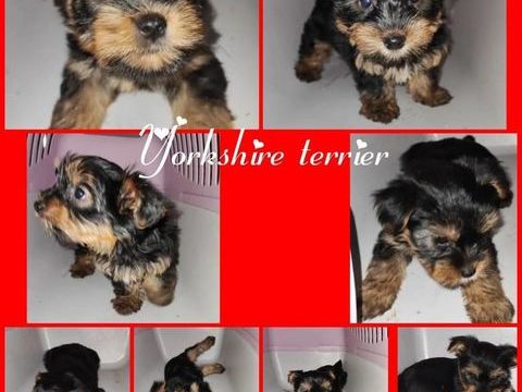 A  RESERVER   3 CHIOTS YORKSHIRE TERRIER 1500 59540 Caudry