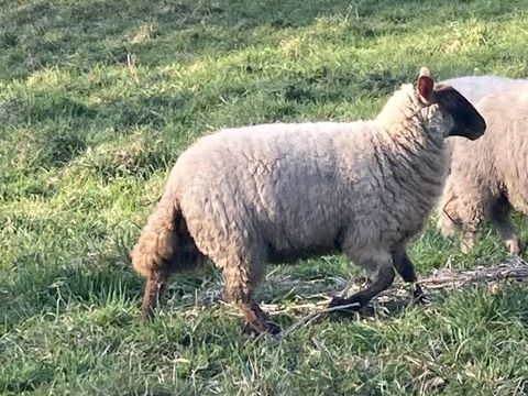 agnelles 75 euros l'unité. 75 56220 Caden