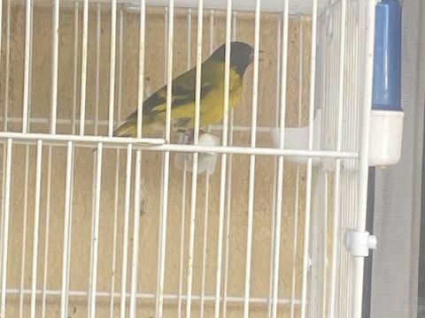 Tarin de Magellan 75 33510 Andernos-les-bains