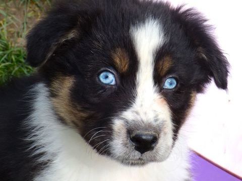 superbes  bergers australiens 500 81140 Castelnau-de-montmiral