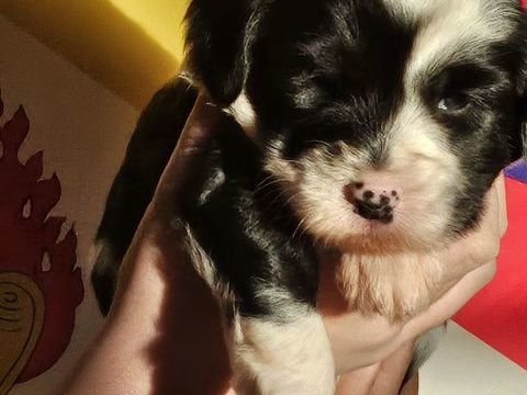 Chiots terrier tibétain lof 1500 28290 Chtillon-en-dunois