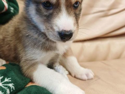 Chiot husky 0 60130 Saint-just-en-chauss�e