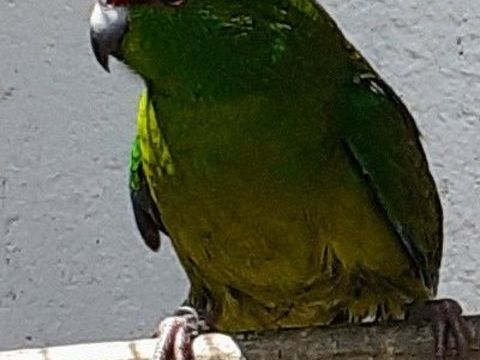 Perruches à front jaune 40 22380 Notre dame du guildo