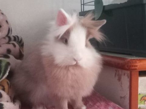 Lapin nain 50 31100 Toulouse