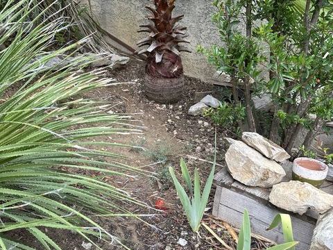 Accueille tortues de terre dans grand jardin 0 34160 Saint-bauzille-de-montmel