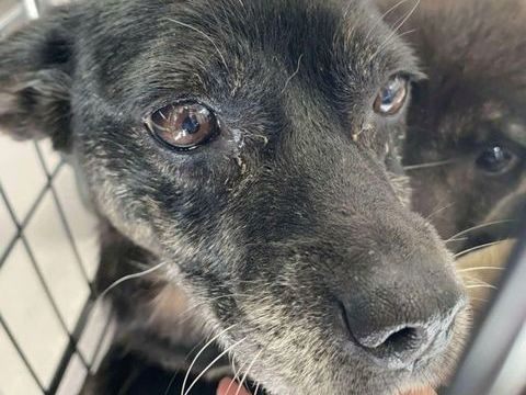 Granny à l'adoption 200 67000 Strasbourg