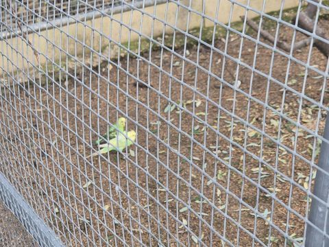 Agoromo perruches 60 51150 Aulnay-sur-marne