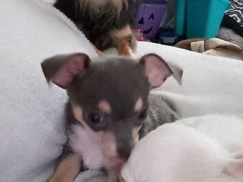 Chiot chihuahua  0 59138 Bachant