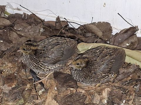 Cailles de Chine 10 64510 Assat