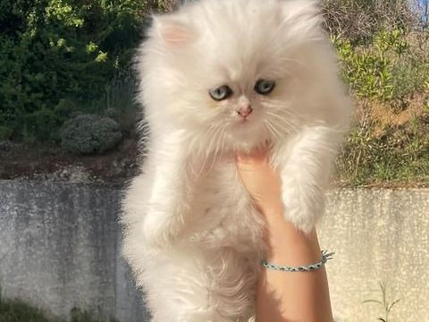 British longhair femelle 1100 38370 Saint-clair-du-rh�ne