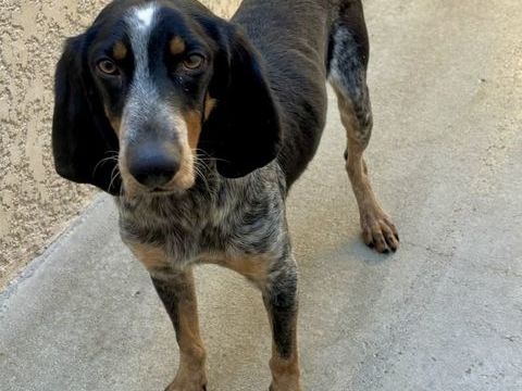 ACAPULCO, bruno du jura 4 ans 200 34500 B�ziers