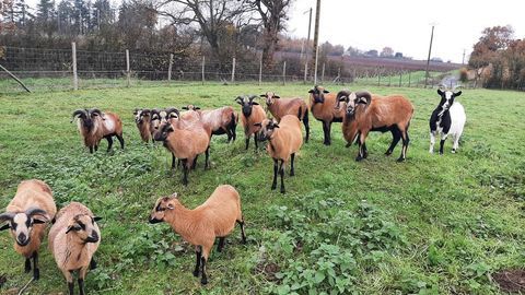 1 couple de moutons du Cameroun 190 49560 Nueil-sur-layon