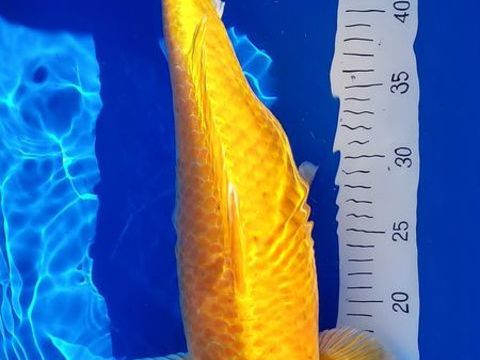 CARPE KOI 200 30129 Manduel