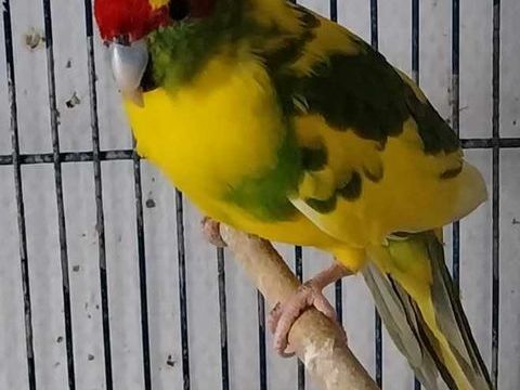 Kakariki 40 17260 Gémozac