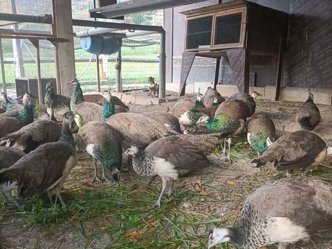 paon 120 38760 Varces-alli�res-et-risset