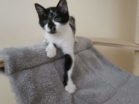 Astra chatonne mignonne 180 91390 Morsang-sur-orge