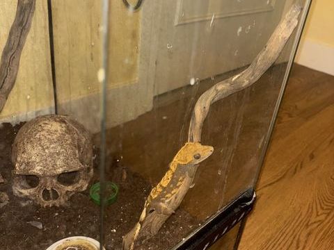 Gecko &agrave; cr&ecirc;te femelle 100 95460 �zanville