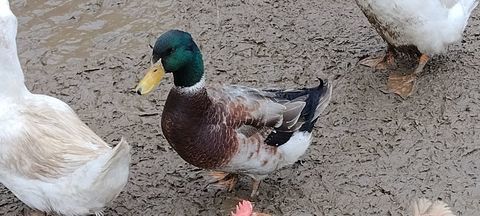 Canards 10 61700 Saint-b�mer-les-forges