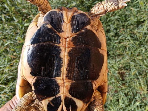 Tortue de terre femelle d'une dizaine d'ann&eacute;es 350 84000 Avignon