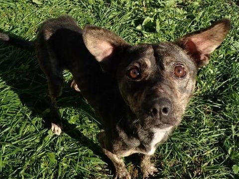 Fiasko, à l'adoption, en urgence !! 300 57000 Metz