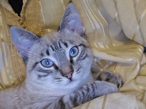 Chat 6mois 0 33290 Parempuyre