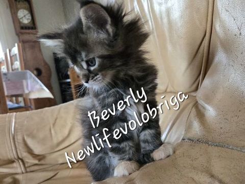 chaton maine coon polydactyle LOOF 1650 30700 Uzès